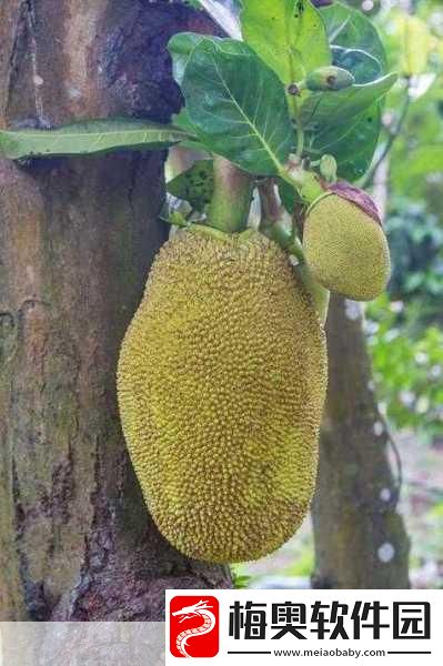 www.菠萝蜜水蜜桃