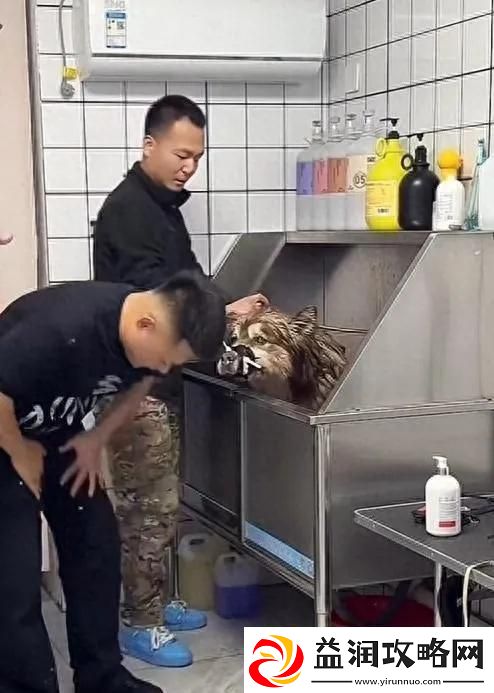 红小狗艾特主人称会有后续事件引发广泛关注