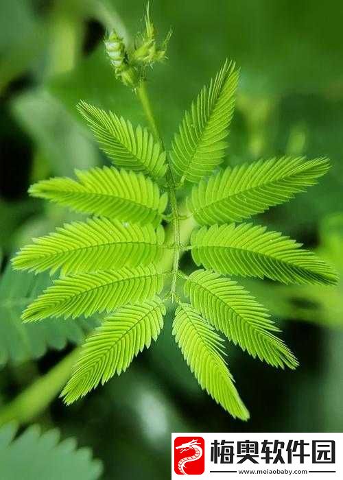 含羞草实验所隐藏