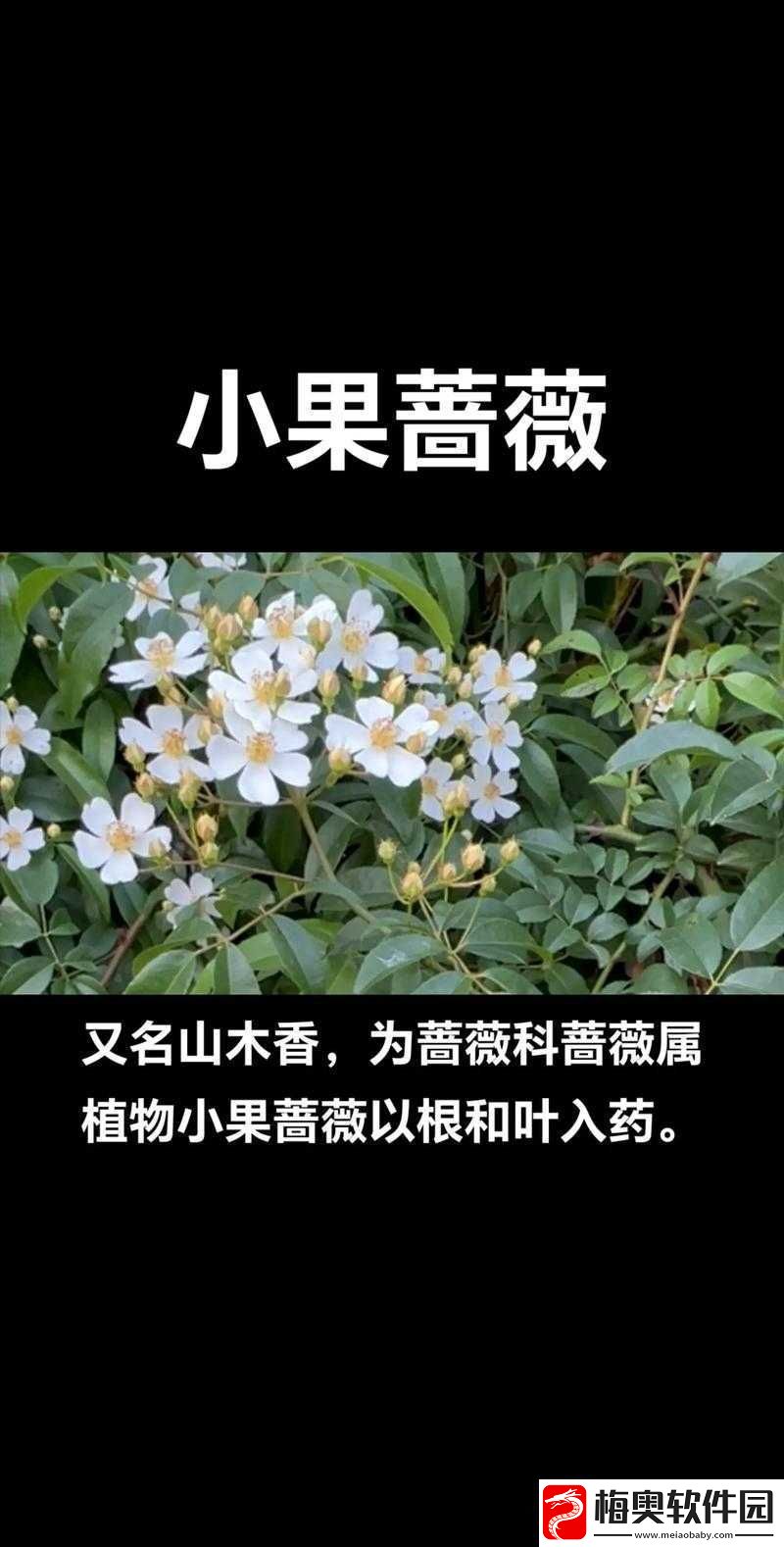 野花日本完整免费看