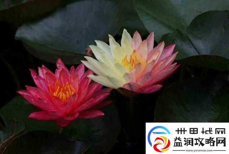 女性半夜莲花开放会自愈吗