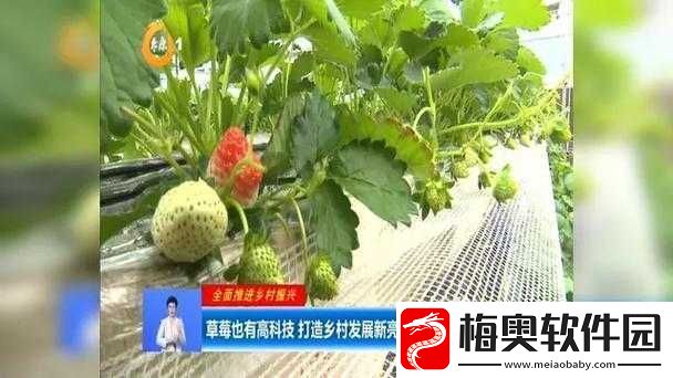 成都香蕉草莓科技有限公司