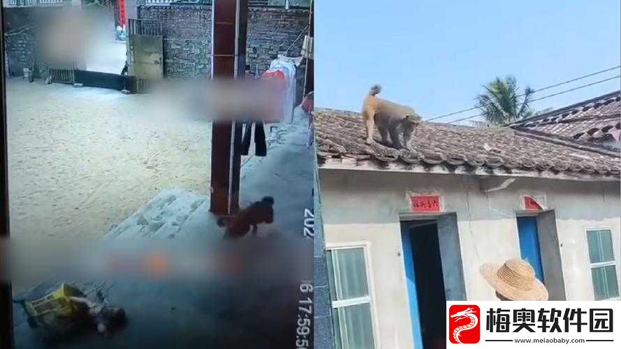 二人生猴子全程无被子免费