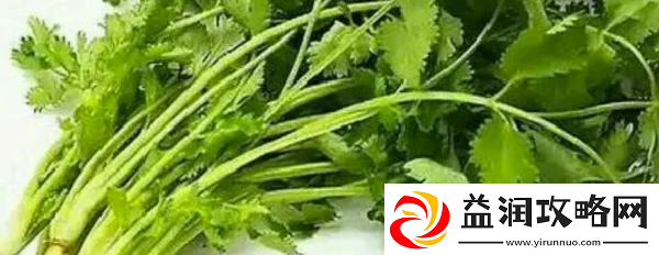 男生说吃香菜梗为什么这么火