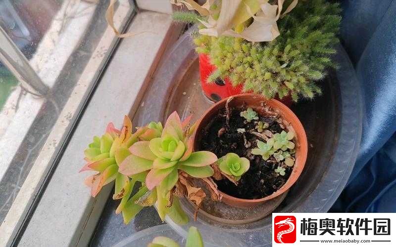 1V3多肉多车高校生活玩出新花样