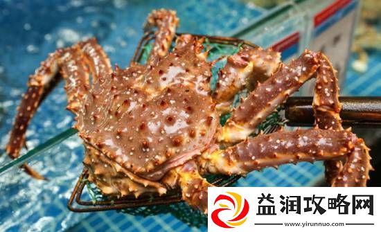 今年帝王蟹的价格一点也不帝王