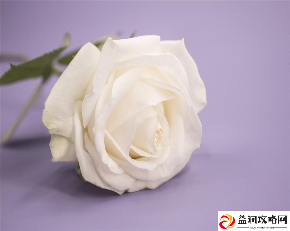 “白玫瑰”科技潮