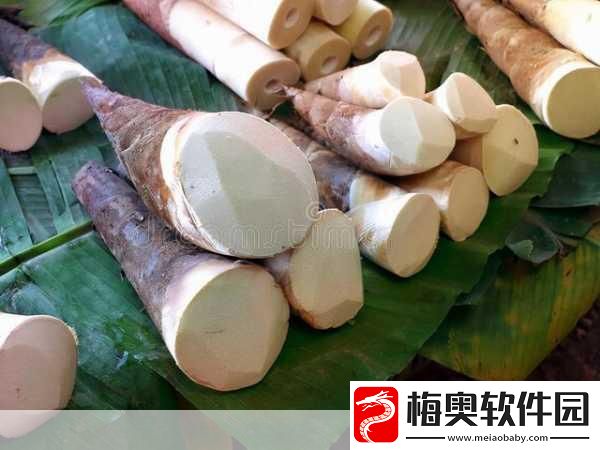 春季美食雷竹笋的奥秘与蚂蚁庄园今日之关联