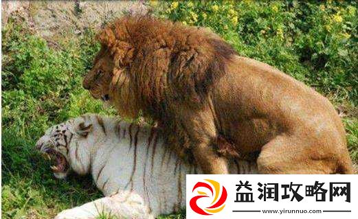 人与兽交配：道德与伦理的边界：探讨人与兽交配的背后问题