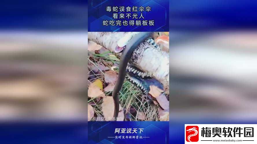 亲吻拔萝卜原声：不可描述的趣味探索