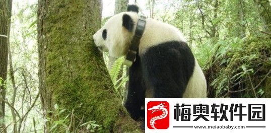 大熊猫行走方式是什么样子的