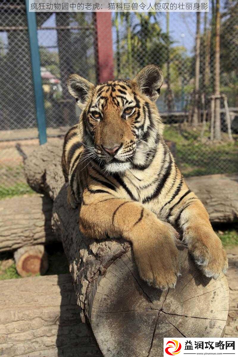 疯狂动物园中的老虎