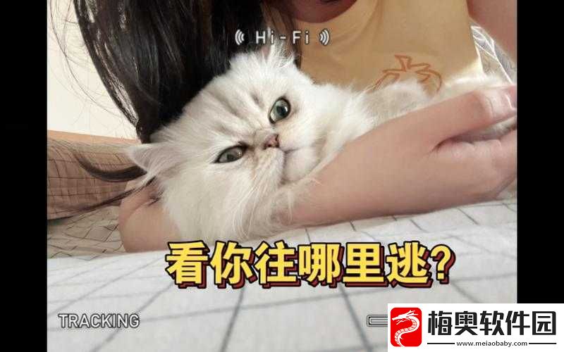 还敢逃吗