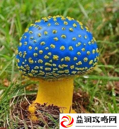 蘑菇mogula