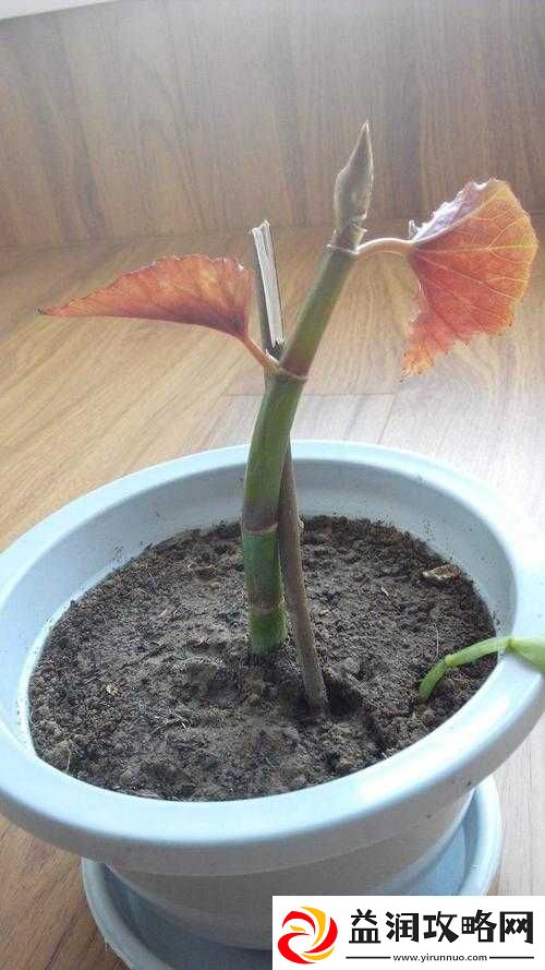 在床上的