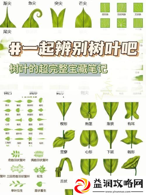 叶识无边