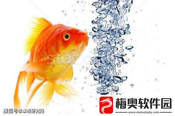 一夹一放怎么放和锦鲤吸水区别是什么