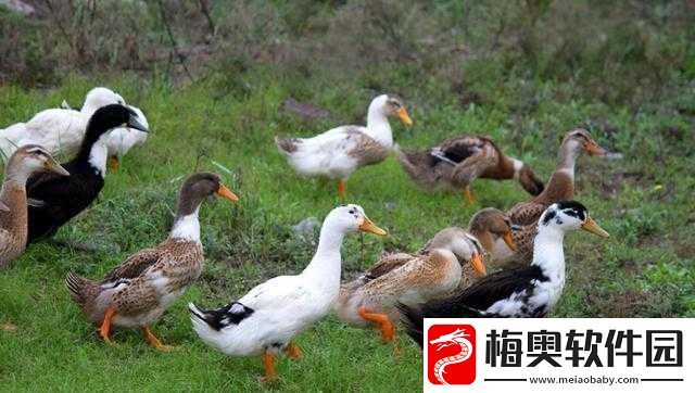 探究鹅鸭杀中那些被视为变态的表述究竟是何种神秘黑话