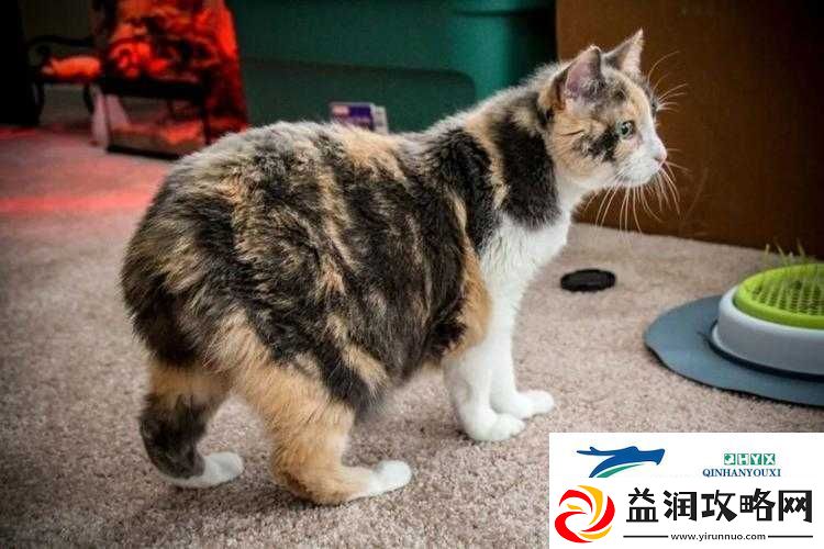 塔科马AR猫世界深度探索